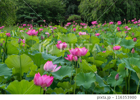 本庄総合公園の蓮池 116353980