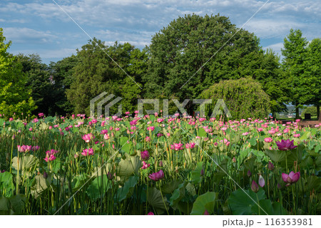 本庄総合公園の蓮池 116353981