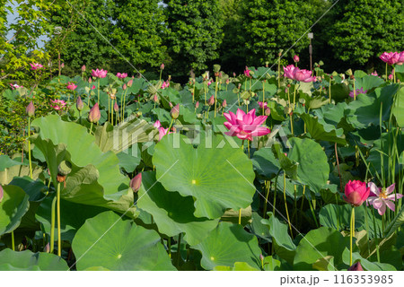 本庄総合公園の蓮池 116353985