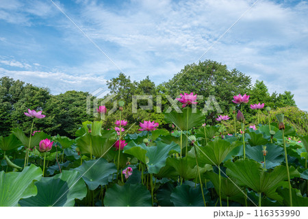 本庄総合公園の蓮池 116353990
