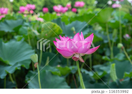 本庄総合公園の蓮池 116353992