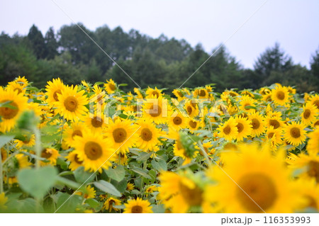 たくさんの向日葵 116353993