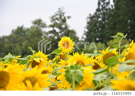 背の高い向日葵 116353995