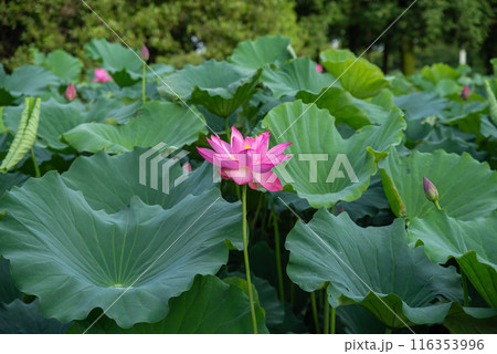 本庄総合公園の蓮池 116353996