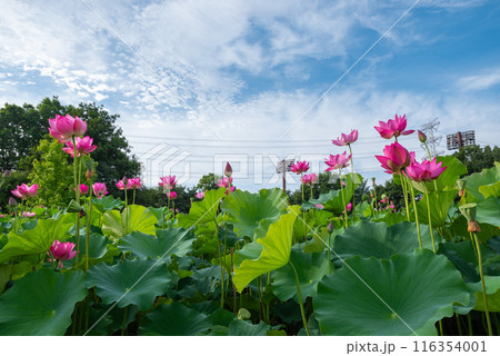 本庄総合公園の蓮池 本庄総合公園の蓮池 116354001