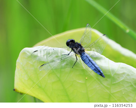 葉にとまるハラビロトンボ 116354253