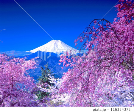 「世界文化遺産」富士山と紅白桜/山梨県大月市富浜町 「世界文化遺産」富士山と紅白桜/山梨県大月市富浜町 116354375