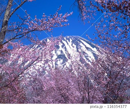 残雪の羊蹄山と蝦夷山桜/真狩神社/北海道虻田郡真狩村 残雪の羊蹄山と蝦夷山桜/真狩神社/北海道虻田郡真狩村 116354377