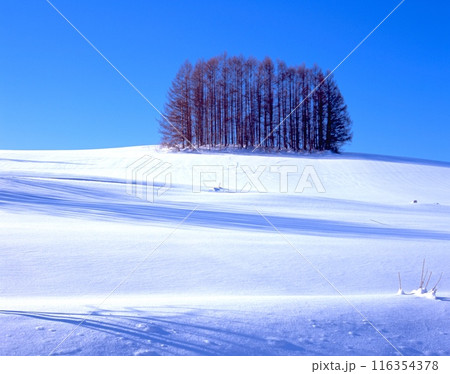 北海道・美瑛、マイルドセブンの丘(きらめく新雪)/北海道上川郡美瑛町 北海道・美瑛、マイルドセブンの丘(きらめく新雪)/北海道上川郡美瑛町 116354378