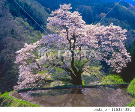 新緑に浮かび上がる「駒つなぎの桜」と水田/長野県下伊那郡阿智村 116354380