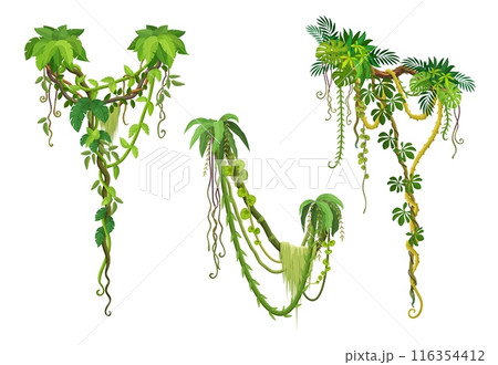 Vertical liana vines, tropical jungle forest branches. Cartoon vector Amazon rainforest tree plant thickets, forest climbing plants, green foliage. African flora spinney, tropic nature hanging roots 116354412
