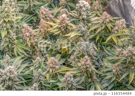 female blossom marijuana SoG Sea of Green net hemp cultivation technique Growing pot indoor bloom stage growth Medical female blossom marijuana SoG Sea of Green net hemp cultivation technique Growing pot indoor bloom stage growth Medical 116354484