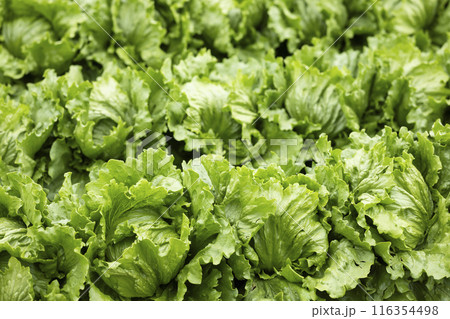 高原野菜のレタス 高原野菜のレタス 116354498