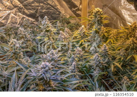 female blossom marijuana SoG Sea of Green net hemp cultivation technique Growing pot indoor bloom stage growth Medical female blossom marijuana SoG Sea of Green net hemp cultivation technique Growing pot indoor bloom stage growth Medical 116354510