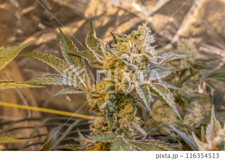 female blossom marijuana SoG Sea of Green net hemp cultivation technique Growing pot indoor bloom stage growth Medical female blossom marijuana SoG Sea of Green net hemp cultivation technique Growing pot indoor bloom stage growth Medical 116354513