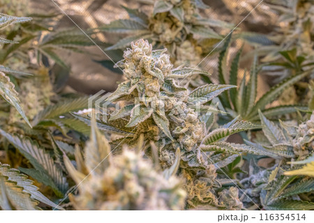 female blossom marijuana SoG Sea of Green net hemp cultivation technique Growing pot indoor bloom stage growth Medical female blossom marijuana SoG Sea of Green net hemp cultivation technique Growing pot indoor bloom stage growth Medical 116354514