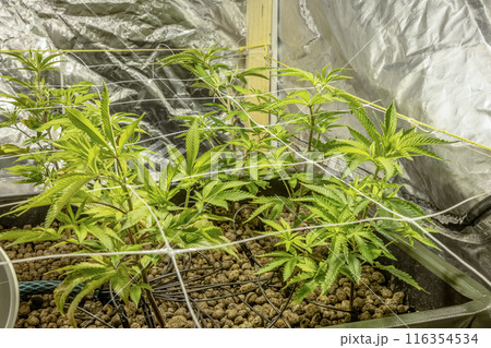 SoG Sea of Green net hemp cultivation technique Growing pot in growtent indoor Vegetative stage marijuana growth Medical 116354534