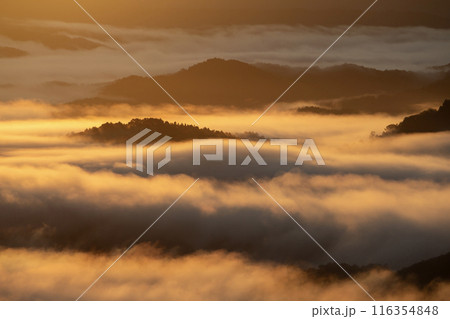 絶景雲海に感動 116354848