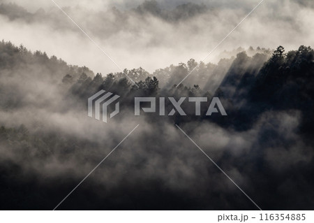 絶景雲海に感動 116354885