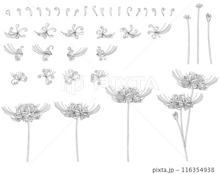 彼岸花のセット(黒線画) 116354938