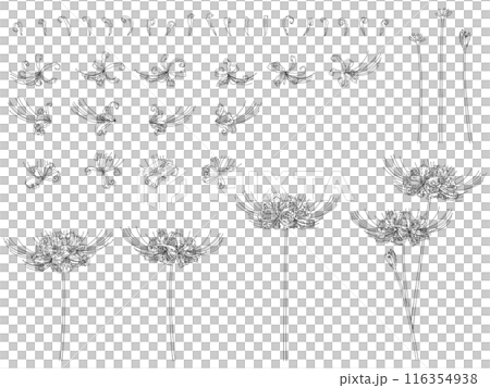彼岸花のセット(黒線画) 116354938
