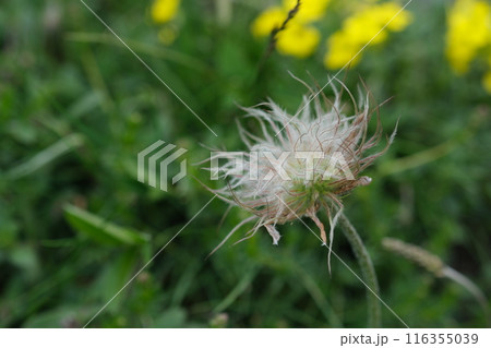 スイスアルプスのお花畑。 スイスアルプスのお花畑。 116355039
