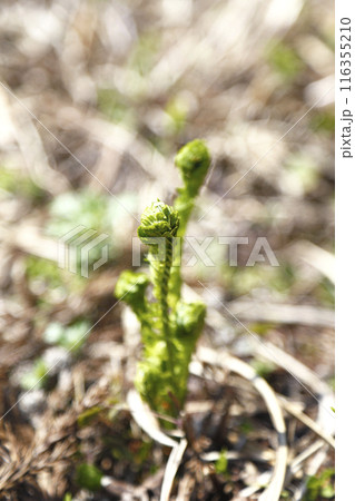 山の斜面に芽吹いたコゴミ 116355210