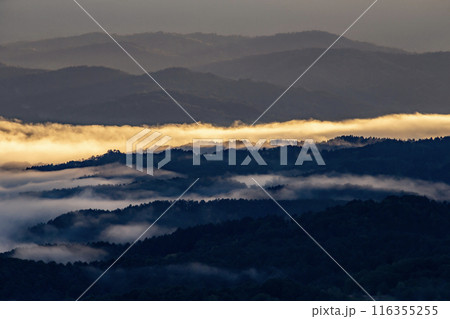 絶景雲海に感動 絶景雲海に感動 116355255