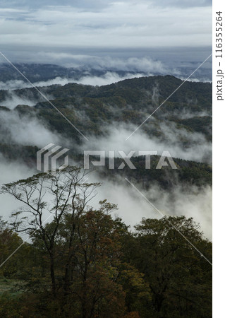 絶景雲海に感動 絶景雲海に感動 116355264