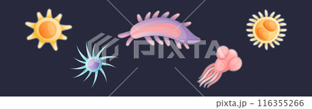 Plankton Diverse Water Organism Free Floating on Dark Background Vector Set 116355266