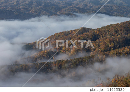 絶景雲海に感動 絶景雲海に感動 116355294