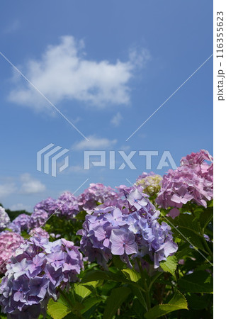 梅雨の晴れ間に咲く紫陽花4 梅雨の晴れ間に咲く紫陽花4 116355623