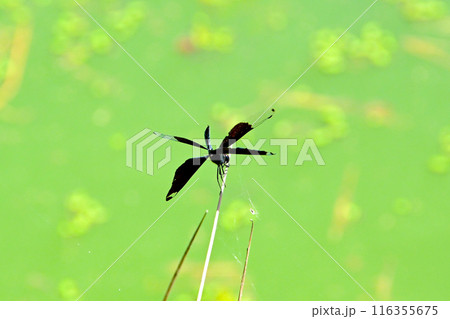 池の枯れ草にとまっているメスのチョウトンボ 116355675