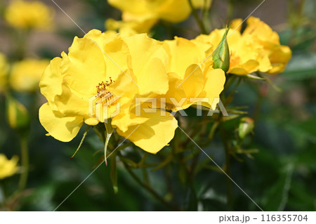 イエローシンプリシティ 116355704