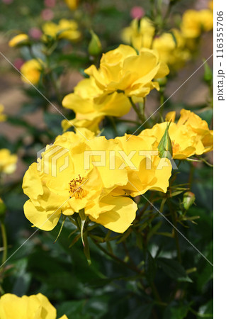 イエローシンプリシティ 116355706