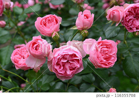 ギィ・ドゥ・モーパッサン 116355708