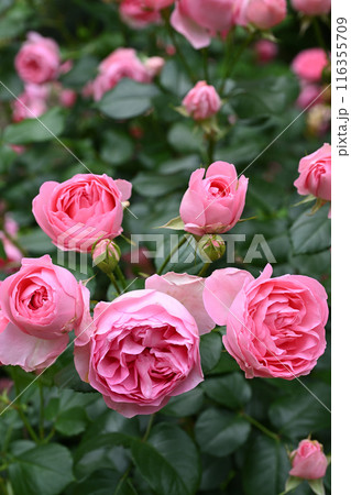 ギィ・ドゥ・モーパッサン 116355709