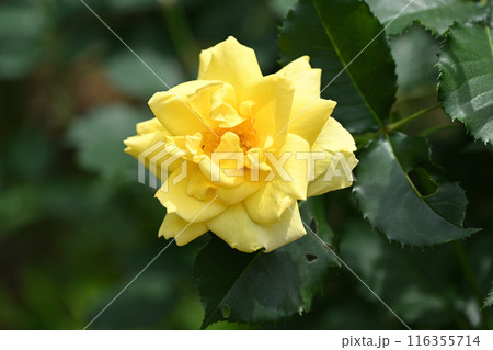 ゴールドバニー・バラ 116355714