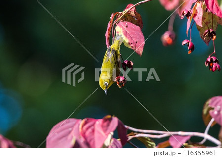 枝からぶらさがるメジロ 116355961