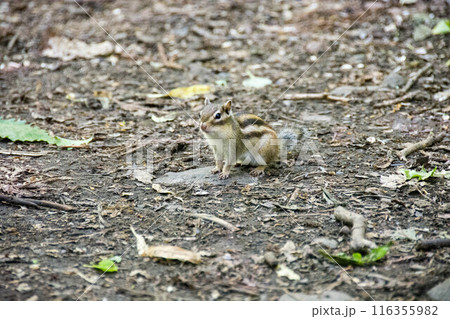 地面で立ち止まるシマリス 116355982