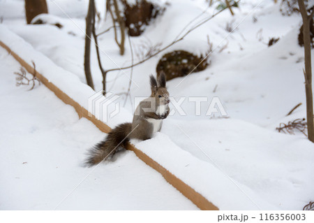 積雪の中のエゾリス 116356003