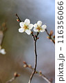 うめ 春告草 ソシンロウバイ 116356066