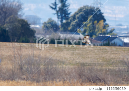 飛翔する美しいケアシノスリ(タカ科)。 日本国群馬県、利根川河川敷にて。 2024年3月撮影。 飛翔する美しいケアシノスリ(タカ科)。 日本国群馬県、利根川河川敷にて。 2024年3月撮影。 116356089