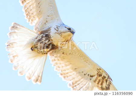 飛翔する美しいケアシノスリ（タカ科）。  日本国群馬県、利根川河川敷にて。 2024年3月撮影。 116356090