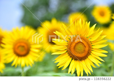 満開のヒマワリ・夏イメージ 116356222