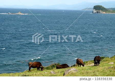 唐津市呼子　加部島の「杉ノ原放牧場」　放牧された牛と玄界灘の青い海の風景 116356330
