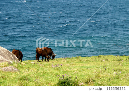唐津市呼子　加部島の「杉ノ原放牧場」　放牧された牛と玄界灘の青い海の風景 116356331
