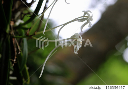 着生植物のフウラン 着生植物のフウラン 116356467