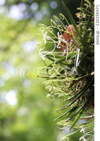 着生植物のフウラン 116356471