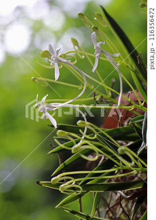 着生植物のフウラン 116356472
